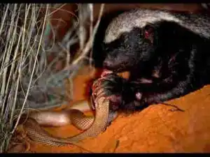 Video: TOP 10 HONEY BADGER ATTACKS || Honey Badger vs Python, Leopard, Viper, Monitor, Hyenas